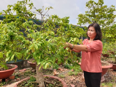 Trồng mai vàng - nghề lắm công phu