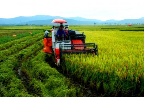 Kéo dài thời hạn miễn thuế sử dụng đất nông nghiệp