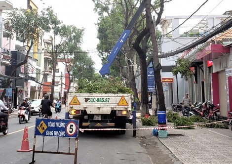 Chăm sóc, quản lý, bảo vệ cây xanh - trách nhiệm thuộc về ai?