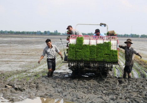 Phát huy các giải pháp giảm giống lúa hiệu quả