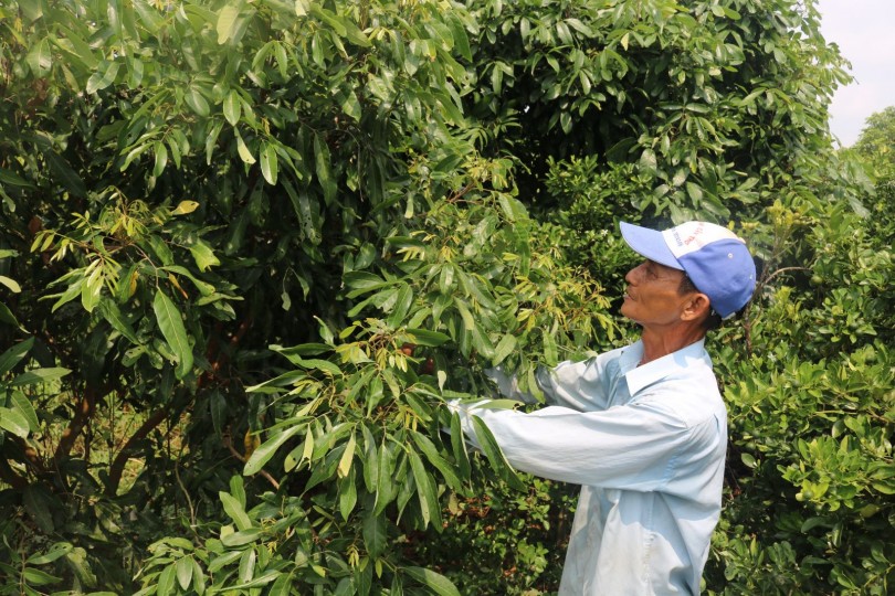 Liên kết sản xuất trái cây chất lượng cao, có thương hiệu