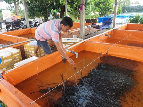 Kỹ sư công nghệ thông tin đam mê nuôi lươn đồng