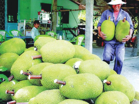 Giá mít Thái tăng cao hơn gấp 3 lần

so với tháng trước