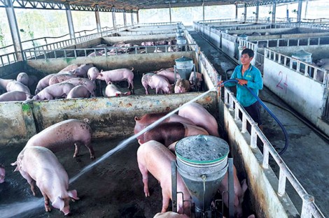 Tái đàn heo đảm bảo cân bằng cung cầu trên thị trường