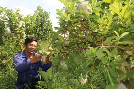 Liên kết sản xuất trái cây an toàn, phục vụ tiêu dùng nội địa và xuất khẩu