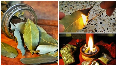 Lá nguyệt quế vừa là gia vị vừa là thảo dược