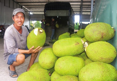 Giá trái mít Thái tăng cao

do nguồn cung hạn chế