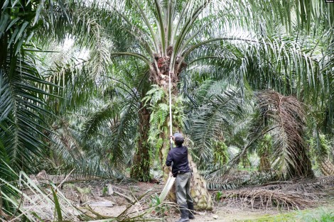 Công nghiệp dầu cọ Malaysia “khát” nhân công