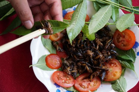 Khởi nghiệp thành công từ 1 ổ dế được tặng