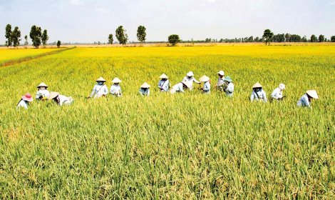 Ðề nghị quy hoạch vùng chuyên canh trong sản xuất nông nghiệp