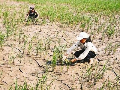 Tác động của biến đổi khí hậu, thiên tai đối với sản xuất