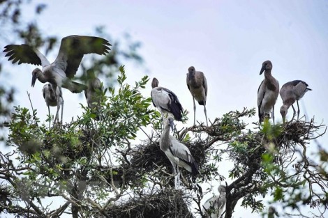 Đồng Tháp: 13 loài chim quý hiếm nguy cơ tuyệt chủng cần bảo vệ