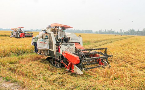 ĐBSCL:  Giá thành sản xuất lúa được kéo giảm