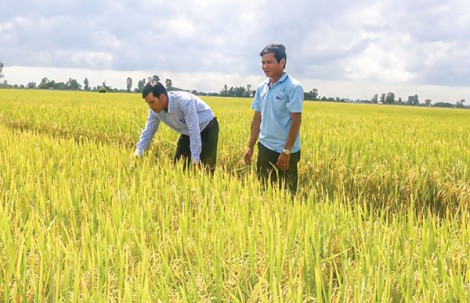 Phát triển cánh đồng lớn còn gặp khó