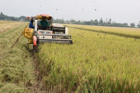 Giá lúa tăng, dễ tiêu thụ