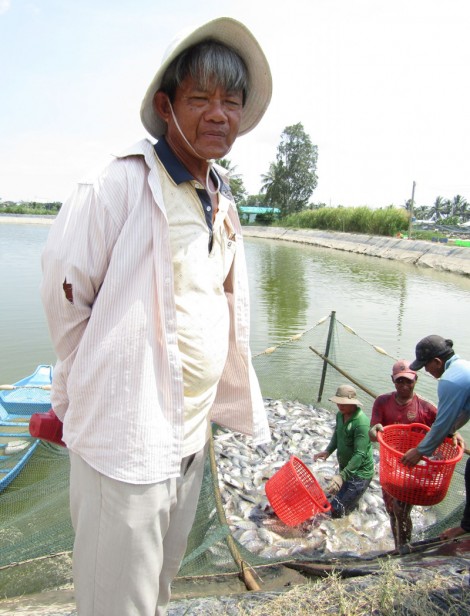 Nuôi cá rô phi đơn tính thu tiền tỉ