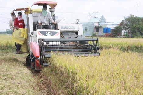 Kinh tế tập thể giúp nông dân xác định hướng phát triển phù hợp