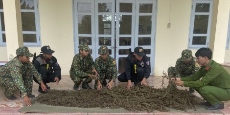 An Giang: Thu giữ gần 12kg thảo mộc nghi là cần sa