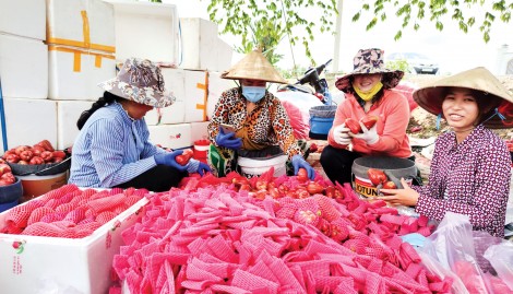 Mận An Phước giảm giá mạnh