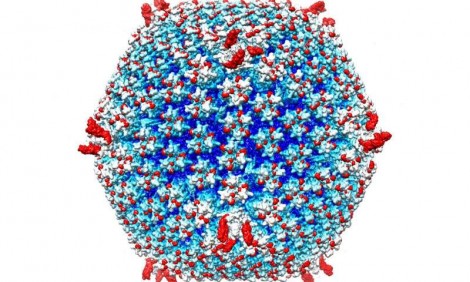 Virus “tàng hình” chống ung thư di căn
