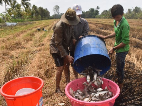 Một thời xứ cá Ông Đơn