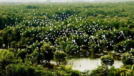 Kho tài nguyên tiếng chim hót trong rừng tràm xanh