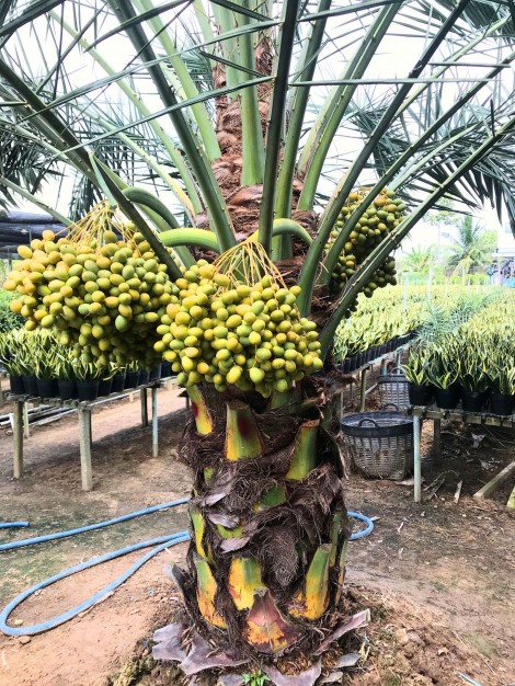 Cây chà là ở miền Tây