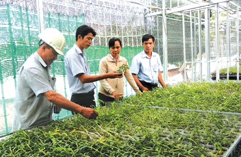 Khuyến khích đầu tư nông nghiệp đô thị, liên kết theo chuỗi giá trị