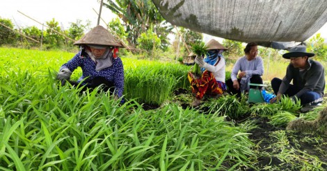 Nỗ lực nâng cao chất lượng, giá trị nông sản