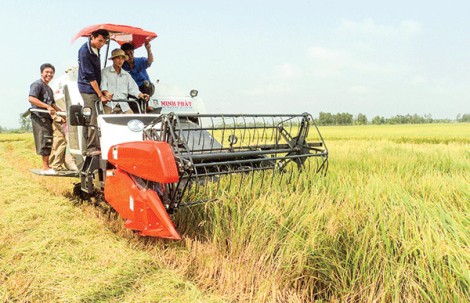 Nhân rộng “Cánh đồng lớn” liên kết theo chuỗi giá trị