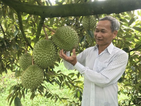 Chủ động bảo vệ vườn sầu riêng đặc sản
