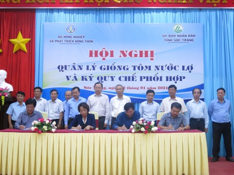 Quản lý chất lượng con giống, đảm bảo hiệu quả nuôi tôm nước lợ