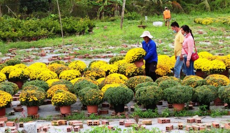 Cúc mâm xôi và bông giấy hút hàng, giá tăng