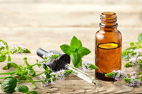 Tinh dầu bạc hà chữa trị hiệu quả nhiều chứng bệnh