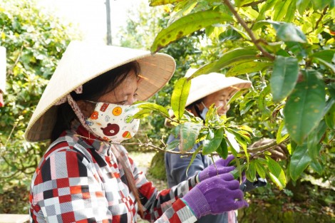 Việc nhẹ nhàng nhưng kiếm tiền triệu vào dịp cận Tết