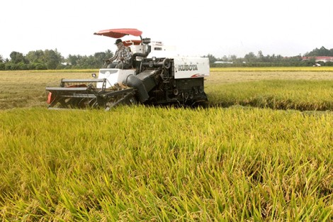 Rộn ràng mùa thu hoạch lúa đông xuân