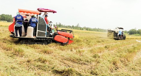 Vào vụ đông xuân bội thu