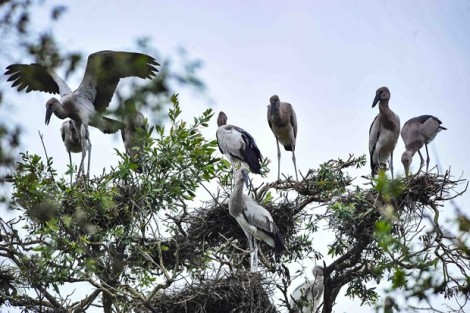 Bảo vệ các loài động vật hoang dã vì "ngôi nhà chung" đa dạng sinh học
