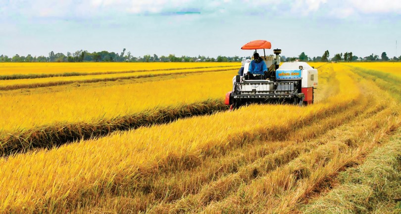 Liên kết sản xuất nông nghiệp bền vững