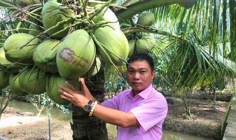 Triệu phú dừa sáp
