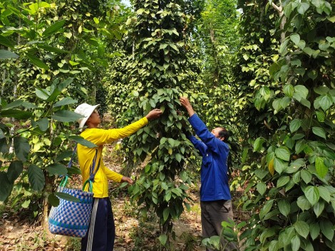 Trồng tiêu trên núi Cấm