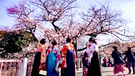 Tạm gác nỗi lo dịch bệnh, người dân Tokyo đổ xô đi ngắm hoa anh đào