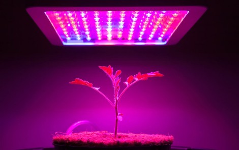Ánh sáng LED có thể gia tăng

hoạt chất sinh học trong thảo mộc