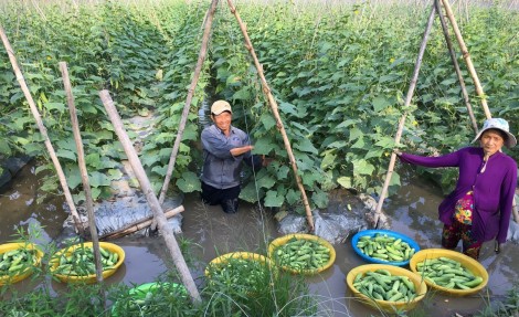 Trồng dưa leo tăng thu nhập