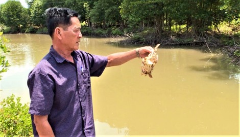 Nông dân Cà Mau bất an

vì cua nuôi chết hàng loạt