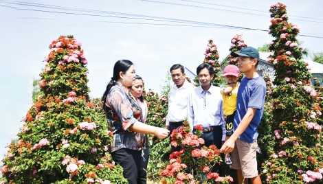 Trồng bông trang bonsai cho thu nhập cao