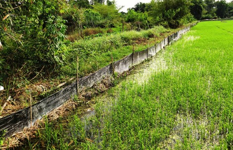 Diện tích lúa bị chuột, ốc bươu vàng và sâu năng gây hại có xu hướng tăng