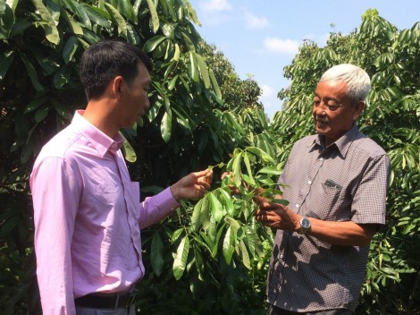 Thu nhập ổn định từ trồng nhãn Idor