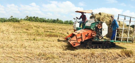 Cần tận dụng tốt nguồn

rơm rạ sau thu hoạch