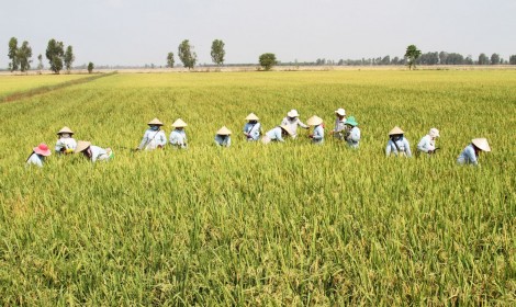 Nhân rộng mô hình sản xuất giống lúa xác nhận 1 tại ĐBSCL